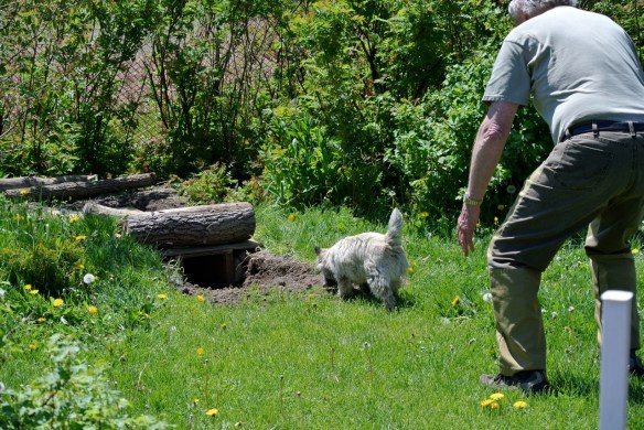 Cairn Terrier puppy being sent into Intro to Quarry Tunnel