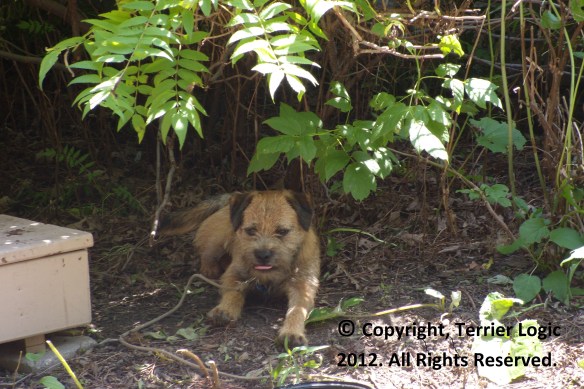 Border Terrier Waits