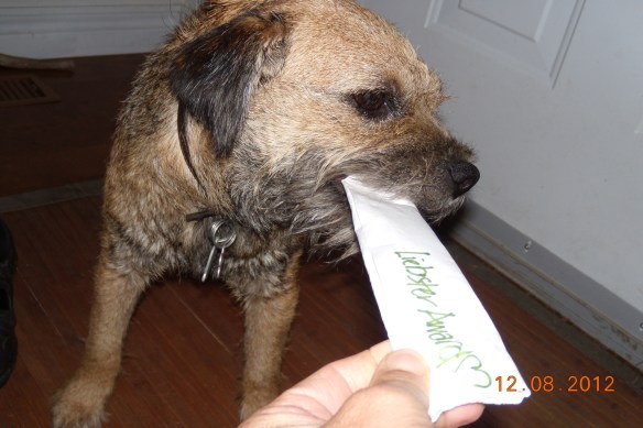 Border Terrier Gets Ahold of A Liebster Award