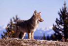 Coyote on mountain ridge