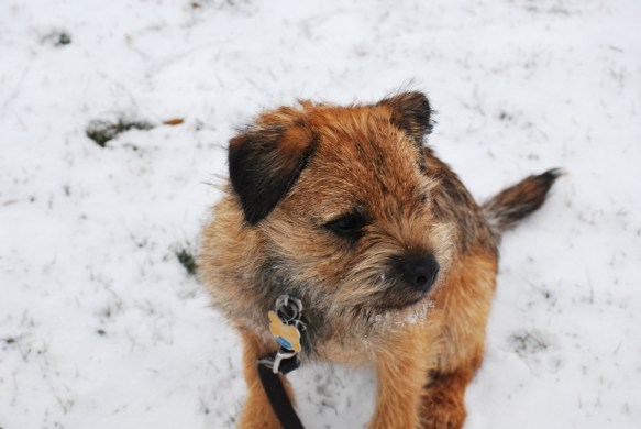 Border Terrier in Winter