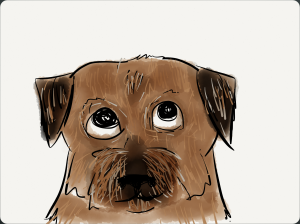 kid-friendly colour illustration of Border Terrier's head