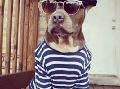 capture-chango-pit-bull